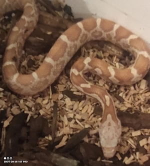 Erdnattern Hypo Albino 