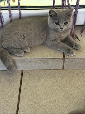 Süße Britisch Kurzhaar Blue Kitten suchen ein Zuhause