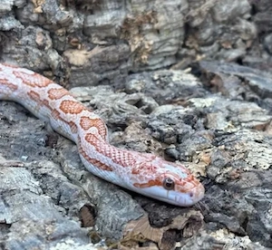 Hypo Erdnattern.         