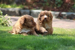 Nova Scotia Duck Tolling Retriever Welpen abzugeben Bild 10
