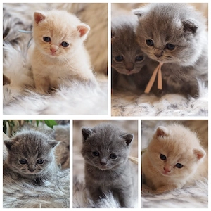 BKH Kitten reinrassig tolle Farben und zuckersüß 