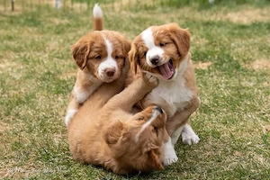 Nova Scotia Duck Tolling Retriever Welpen abzugeben