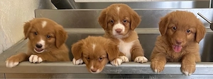 Nova Scotia Duck Tolling Retriever Welpen abzugeben Bild 9