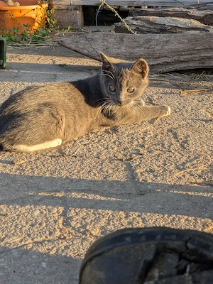 Katzen  Katzenkinder