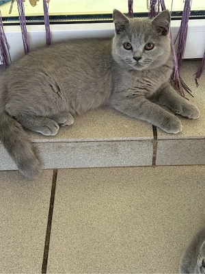 Britisch Kurzhaar Kitten