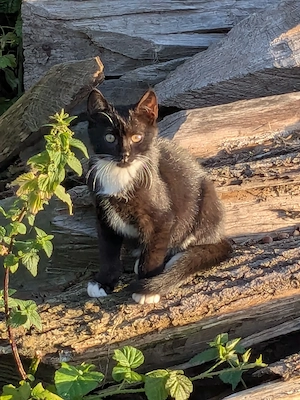 Katzen  Katzenkinder