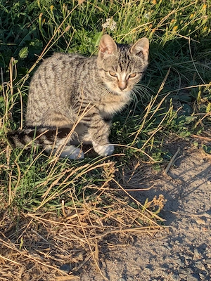 Katzen  Katzenkinder