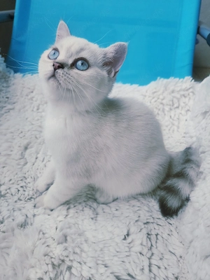 Britisch kurzhaar Kitten,abholbereit 