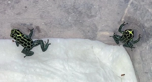 2,2 Ranitomeya imitator nominat