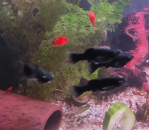 Bac und Marbel-Mollys sowie platys