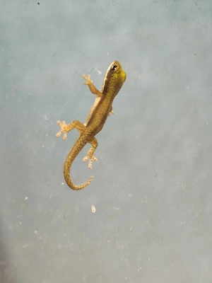 Taggecko Phelsuma Pusilla Pusilla 0.0.1 