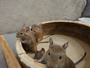 Liebevolle Degu Jungs abzugeben