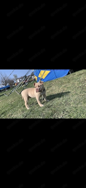 balu sucht ein neue Zuhause 