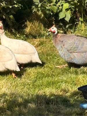 Perlhühner  Bild 4