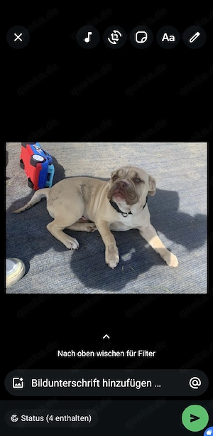 balu sucht ein neue Zuhause 