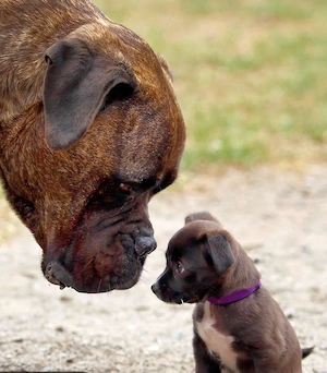 Tierbetreuung  Hund oder Katze