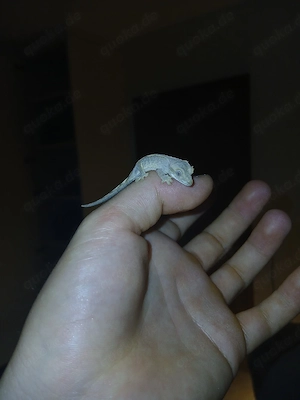 Babys Kronengecko