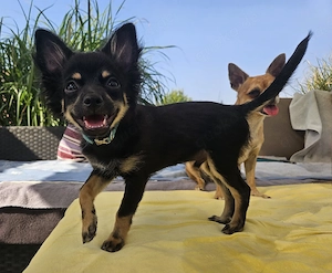 *Bandit* kleiner Labrador im Chihuahua-Pelz (vom Hundetrainer mit Zubehör und Ausbildung)