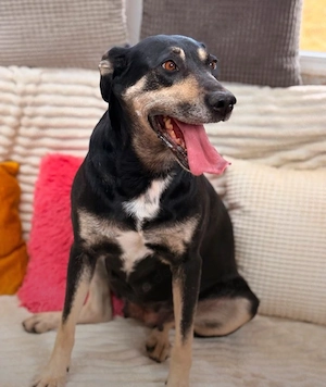 Maggie - wer gibt ihr eine Chance? Bild 2