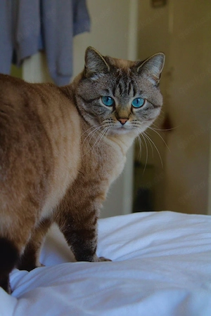 katze.       