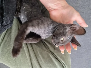 Devon Rex Mix