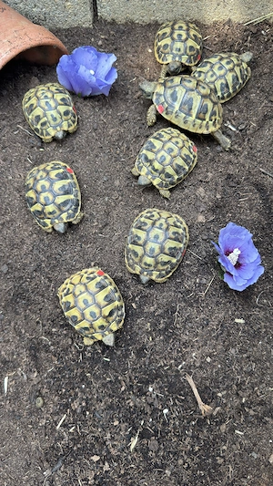 Griechische Landschildkröten NZ 2023 2024 (Testudo hermanni boettgeri)