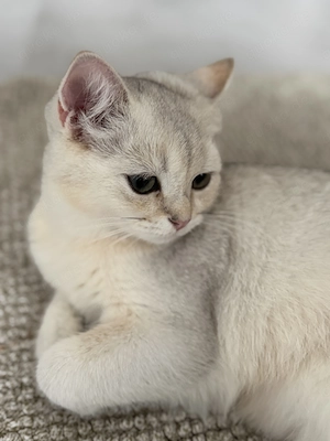 BKH Kitten Junge   liebevoll aufgezogen, sucht ein neues Zuhause  Bild 3