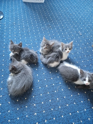 Reinrassige Main-Coon Kitten