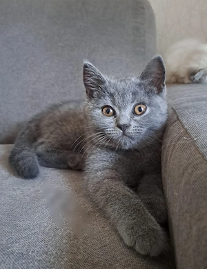 Bkh britisch kurzhaar blau kitten