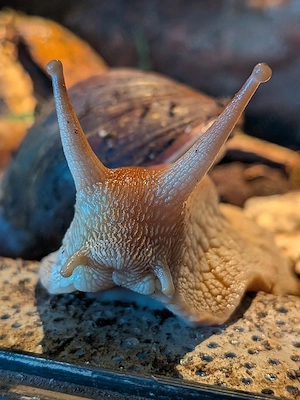 Lissachatina immaculata Mozambique Schnecken 