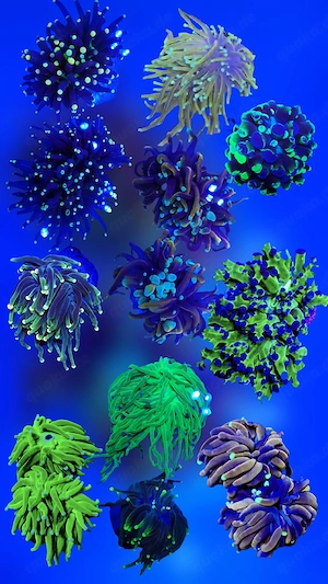 Meerwasser Euphyllia 