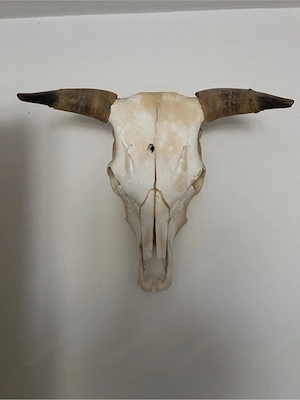 stier Schädel