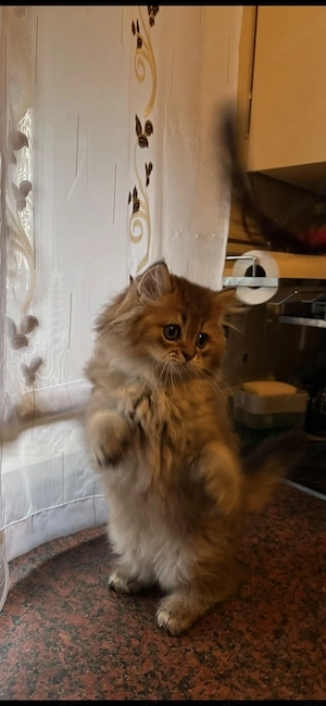 Goldener Perser-Chinchilla Kater ,01749810317 WhatsApp 