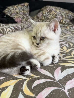 BKH Perser mix Kitten