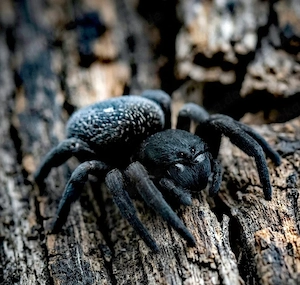 10 x NZ Gandanameno echinata - Velvet Spider Nachzuchten