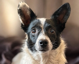 Roxye - freundliche Lady sucht dich!