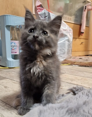 Maine Coon Kitten