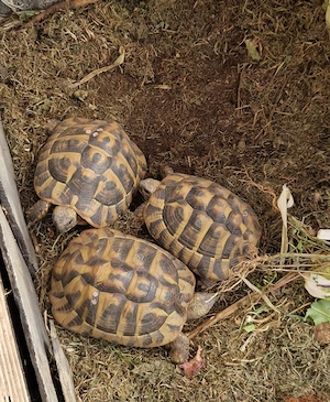 Griechische Landschildkröten