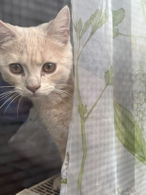 BKH-Cream-Kater sucht liebevolles Zuhause     