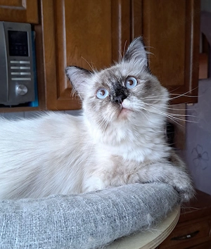 Neva masquarade Mädchen weiblich sibirische katze
