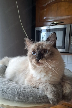 Neva masquarade Mädchen weiblich sibirische katze Bild 2