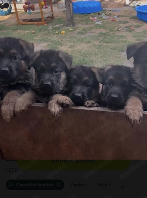 Schäferhundwelpen Rüden