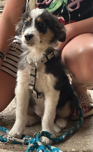 Australian Sheperd welpe