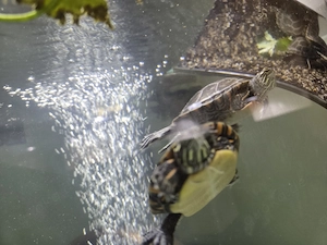 Zierschildkröten Männchen  Bild 5