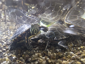 Zierschildkröten Männchen 