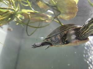 Zierschildkröten Männchen  Bild 3