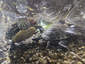 Zierschildkröten Männchen  Bild 4