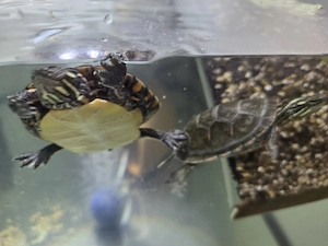 Zierschildkröten Männchen  Bild 2