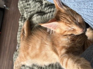 Maine coon & BKH