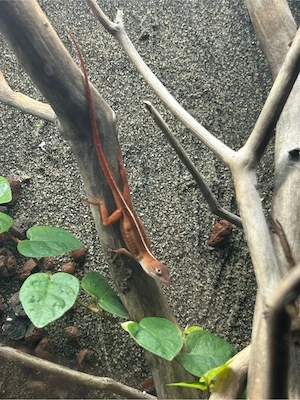 Anolis Sagrei Rot   Braun